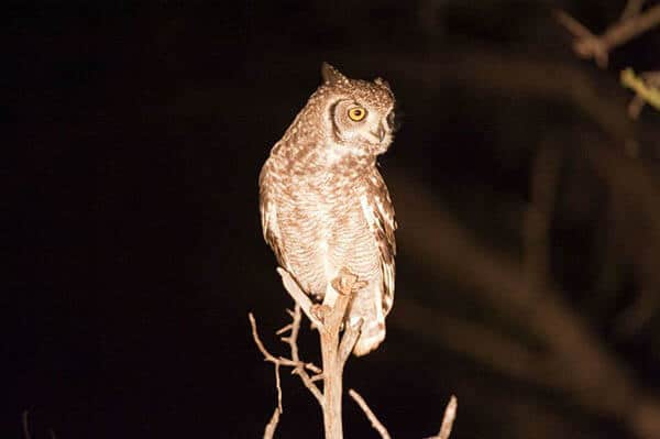 night hike owl